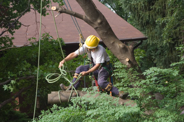 Professional Tree Care in Helena West Side, MT