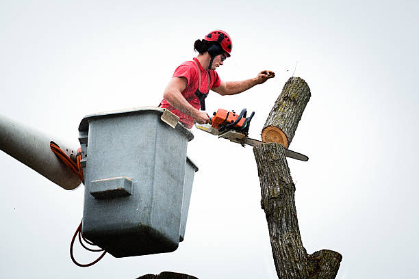 How Our Tree Care Process Works  in  Helena West Side, MT